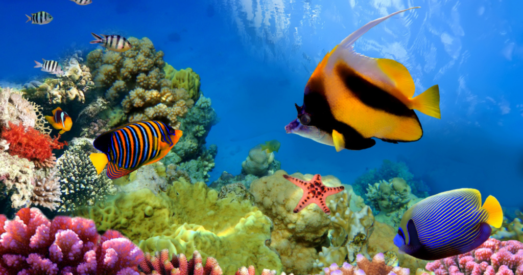 Tropical Vacation Destinations great barrier reef