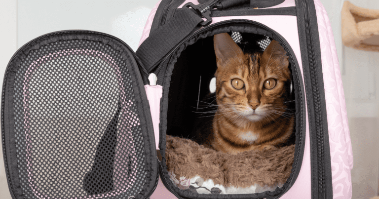 Best Airline Approved Pet Carrier For Easy Travel And Safety