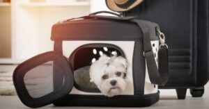 best airline approved pet carrier feature