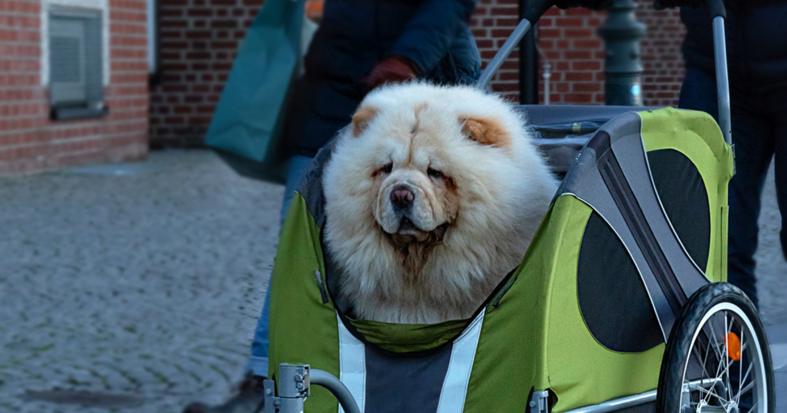 Can I Bring A Dog Stroller On A Plane Dog Strollers 101